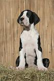 DOGUE ALLEMAND 637